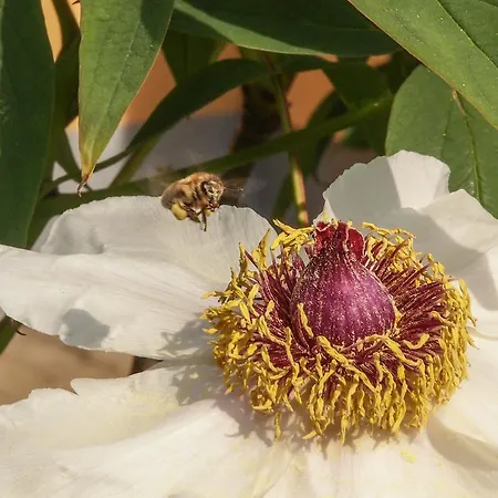 Holiday home Resort Vidmar - Baroque Villa Near Bled