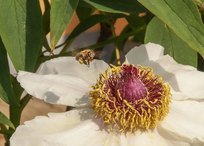 Casa vacanze Baroque villa near Bled - Resort Vidmar